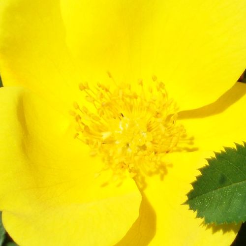 Sárga - Rózsa - Foetida - Online rózsa vásárlás